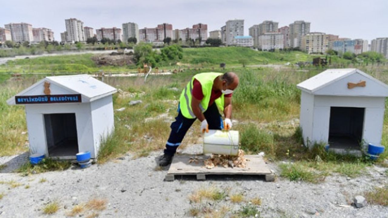 Sokak hayvanlarına hergün 4 ton mama