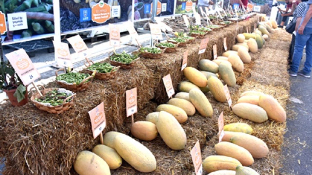 Selimpaşa'da Topatan kavunu ve Bamya festivali