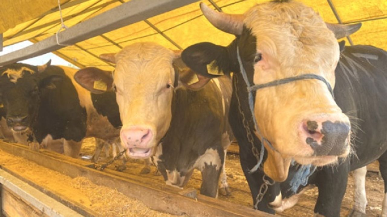 Büyükçekmece'ye modern kurban satış yeri