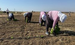 Silivri Belediyesi, fide ekimlerine başladı