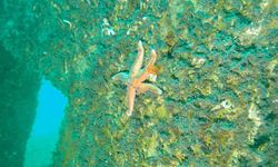 40 deniz canlısı yaşam buldu