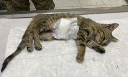 Silivri'de 9 bin 502 can kurtarıldı