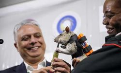 ‘Kahraman fareler’ enkazda hayat kurtaracak