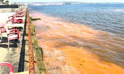 Tekirdağ kıyılarında ALG patlaması