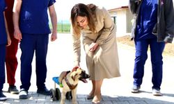 Tekirdağ'da can dostlar için büyük yatırım