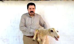 Sav'ın istifası için kurban kesti