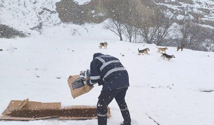 Büyükçekmece Belediyesi  can dostları unutmadı