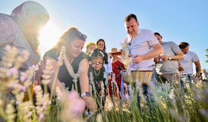 Silivri’de Lavanta Hasat Şenliği