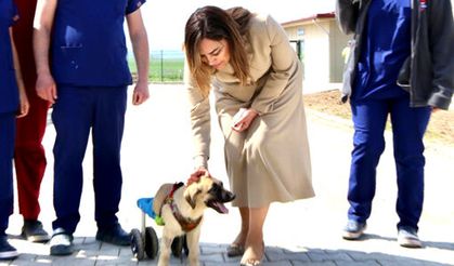 Tekirdağ'da can dostlar için büyük yatırım