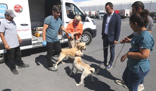 176 sokak köpeği bekçi köpeği oldu!