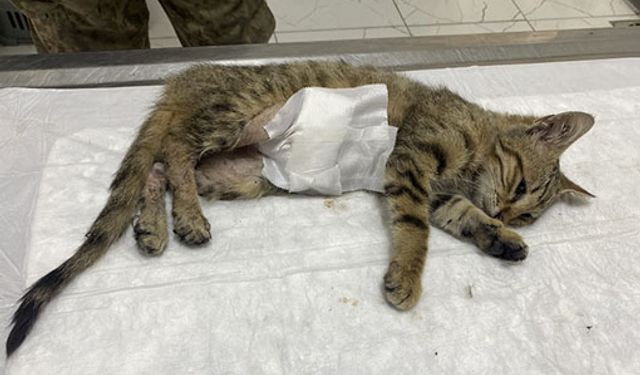 Silivri'de 9 bin 502 can kurtarıldı