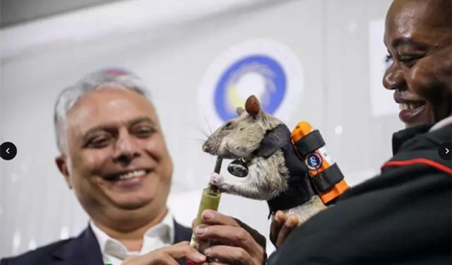 ‘Kahraman fareler’ enkazda hayat kurtaracak