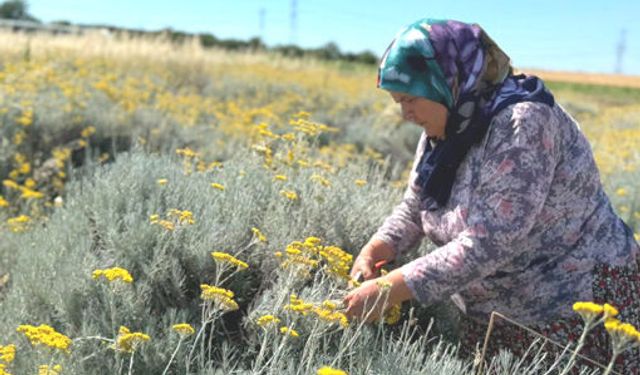 TÜRAM’da Katma Değer Üreten çalışmalar