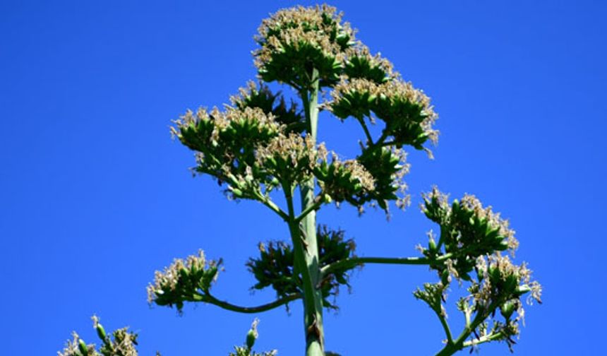 Unesco listesindeki bitki Beylikdüzü'nde