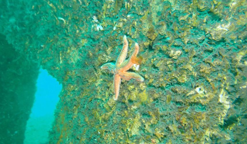 40 deniz canlısı yaşam buldu