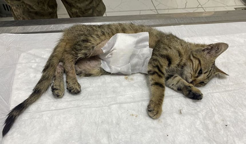 Silivri'de 9 bin 502 can kurtarıldı