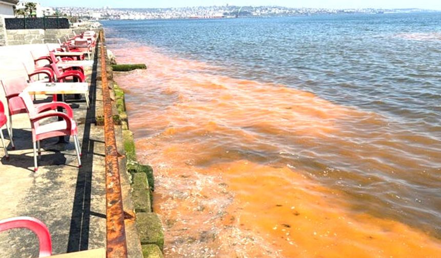 Tekirdağ kıyılarında ALG patlaması